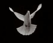 Holy Spirit came a a dove